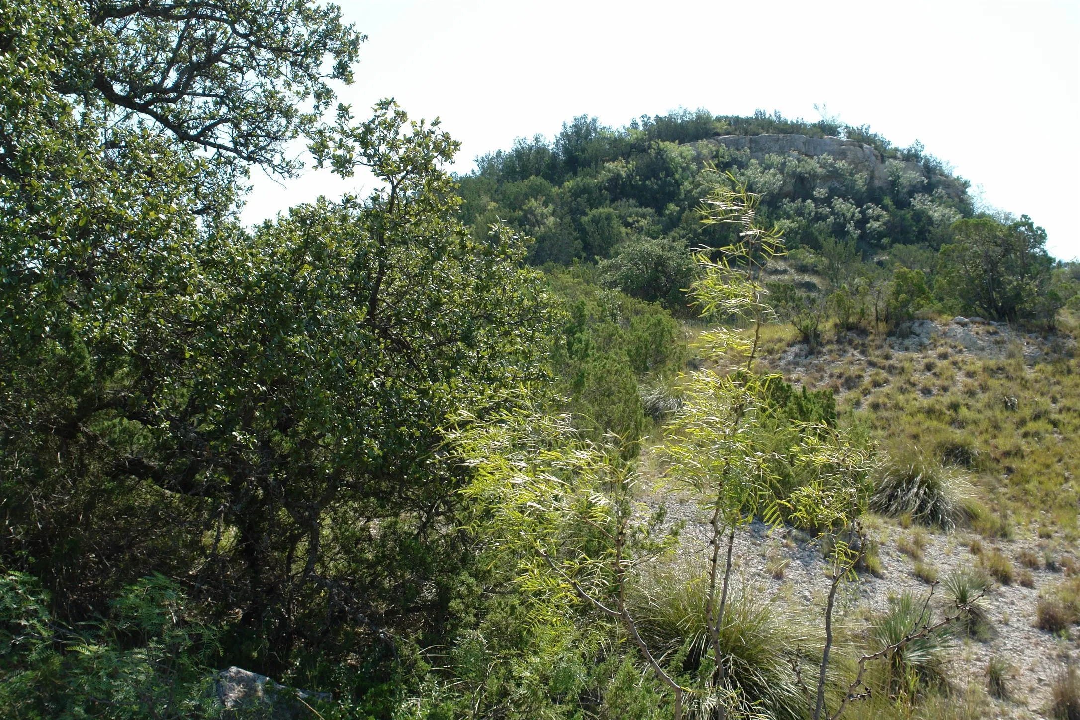View of local wilderness
