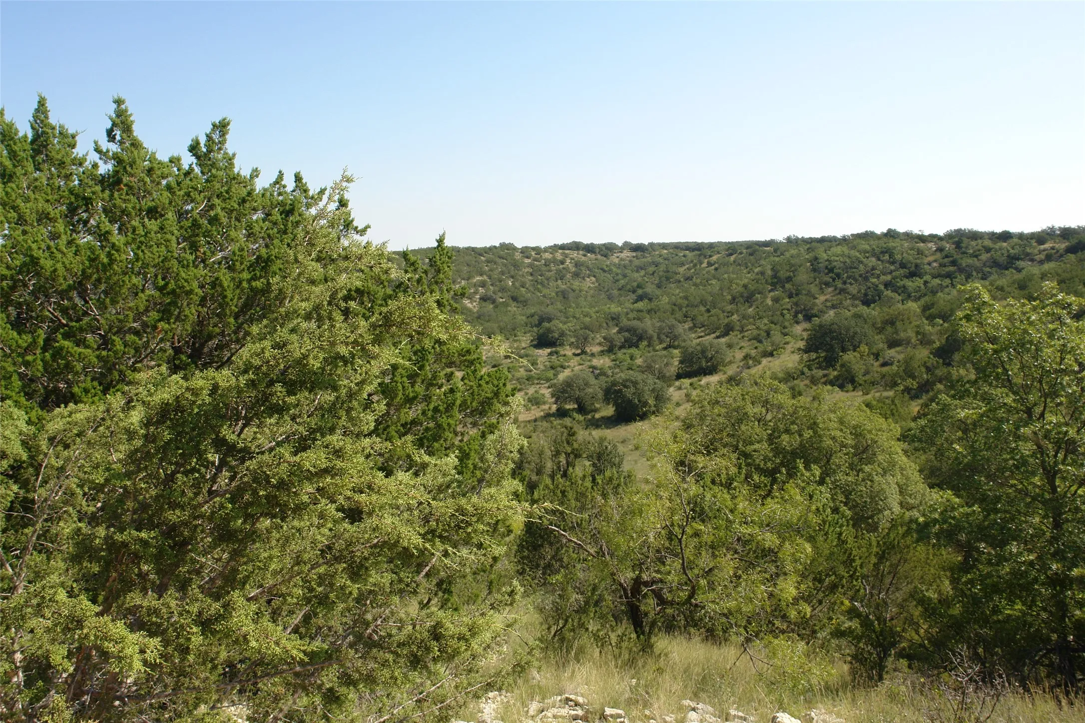 View of wooded area