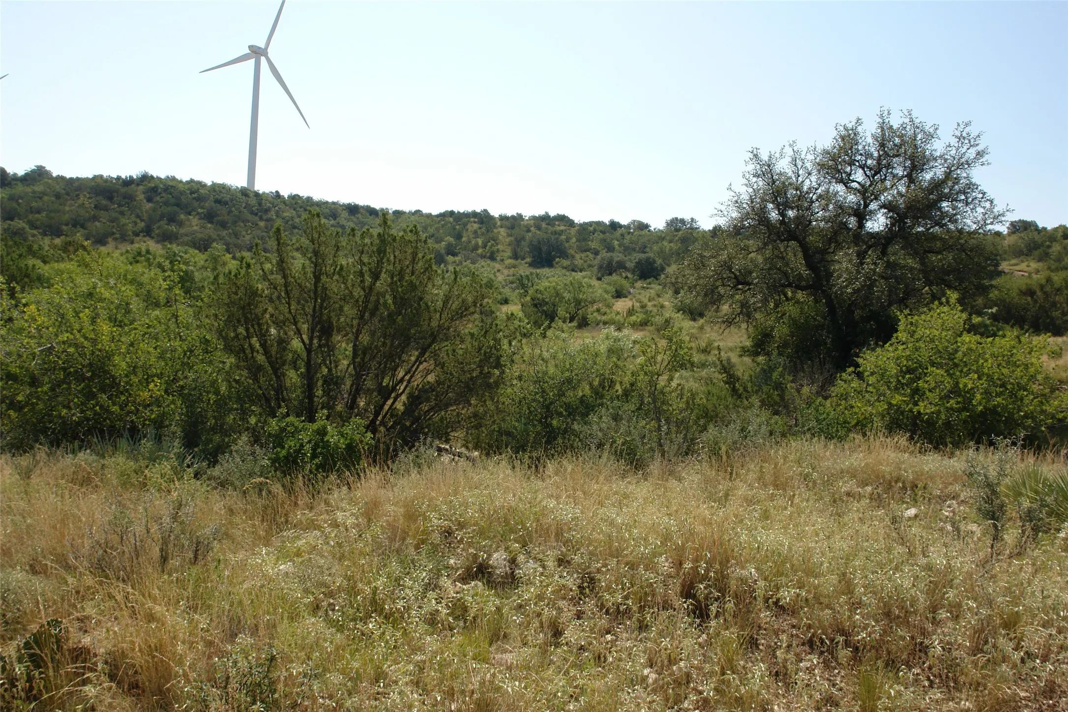 View of woods