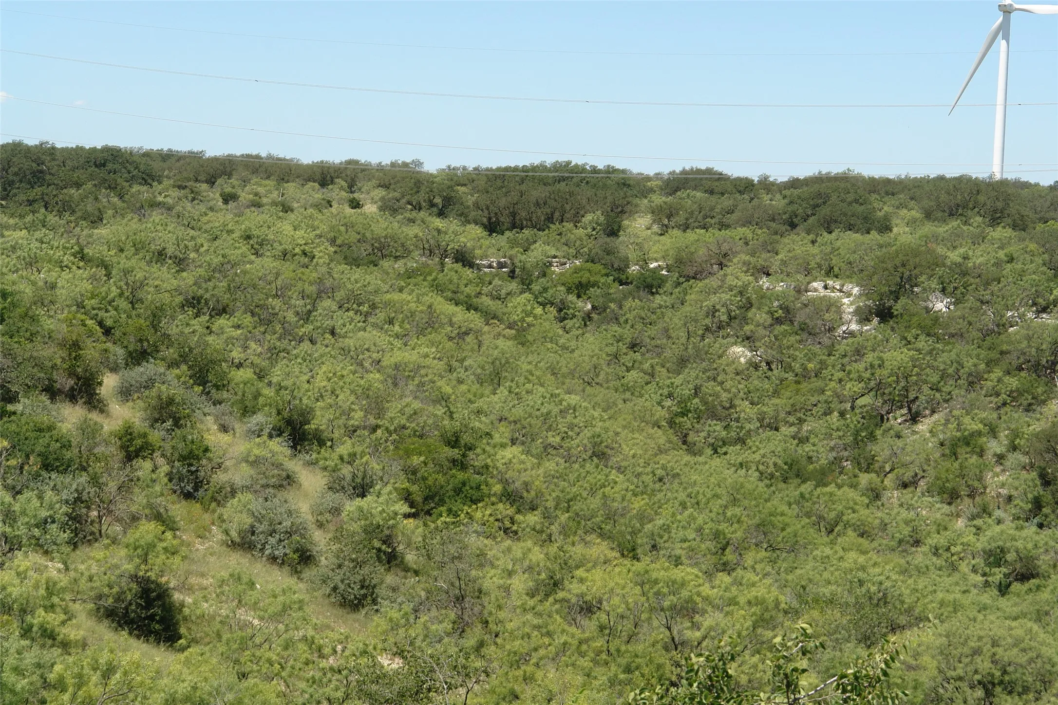 View of tree filled area
