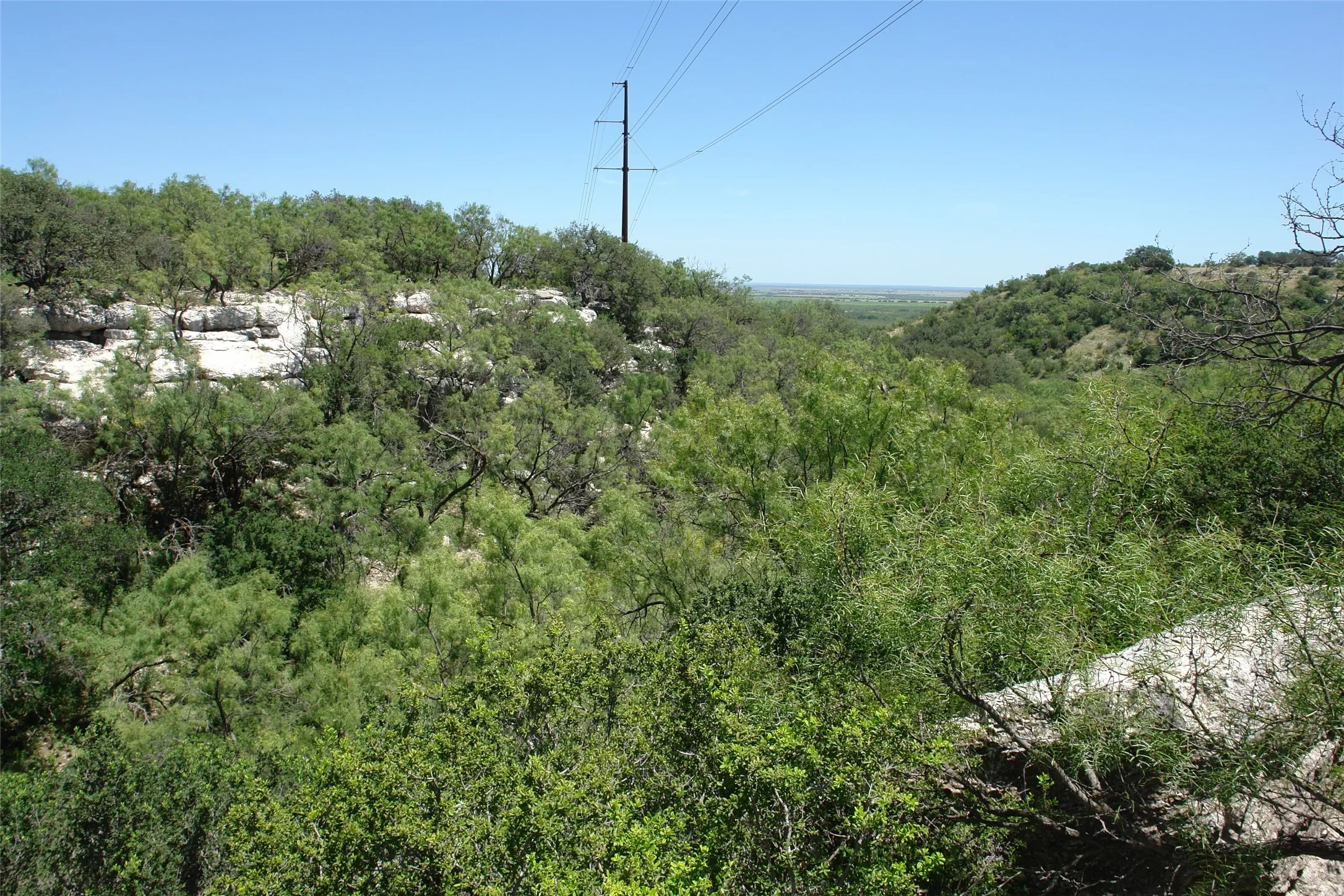 View of tree filled area