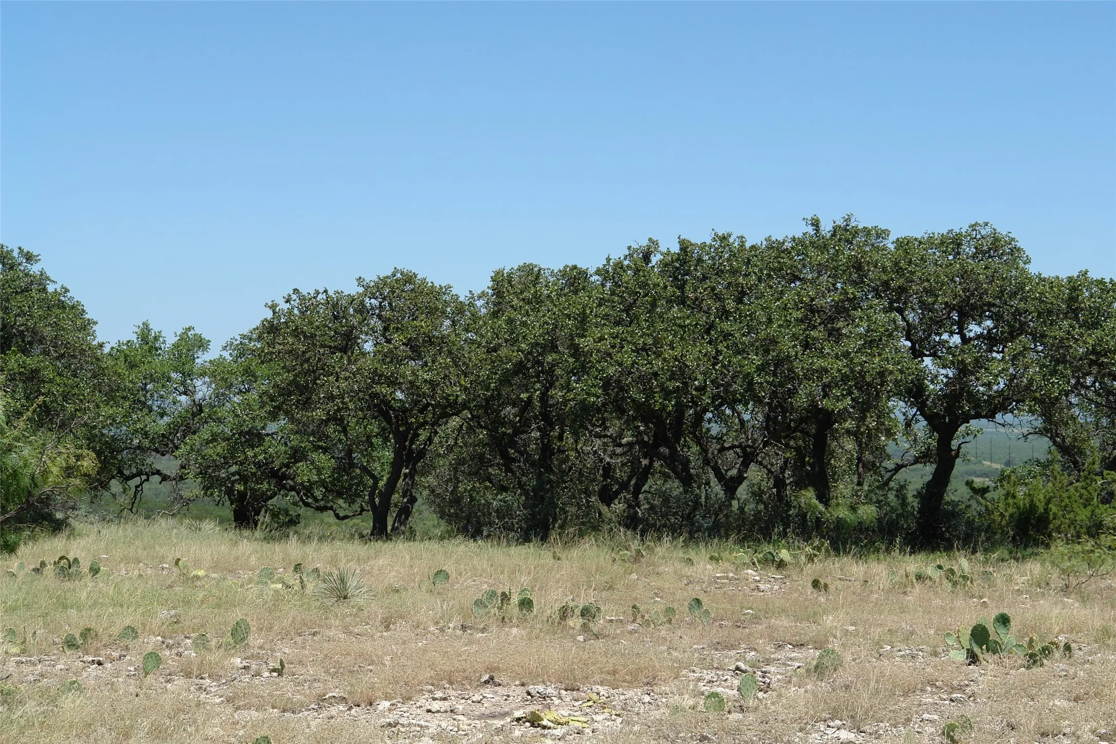 View of nature