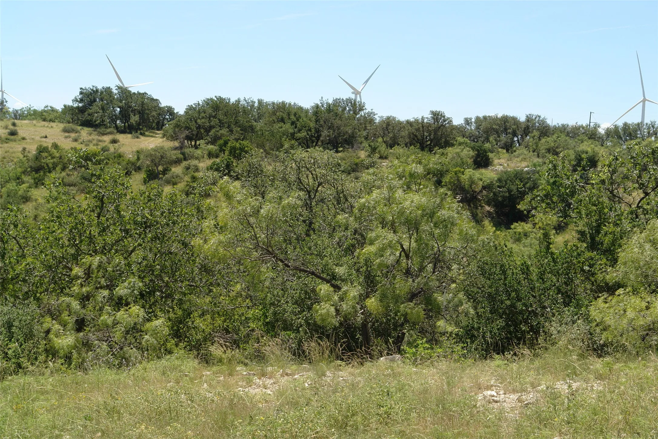 View of nature