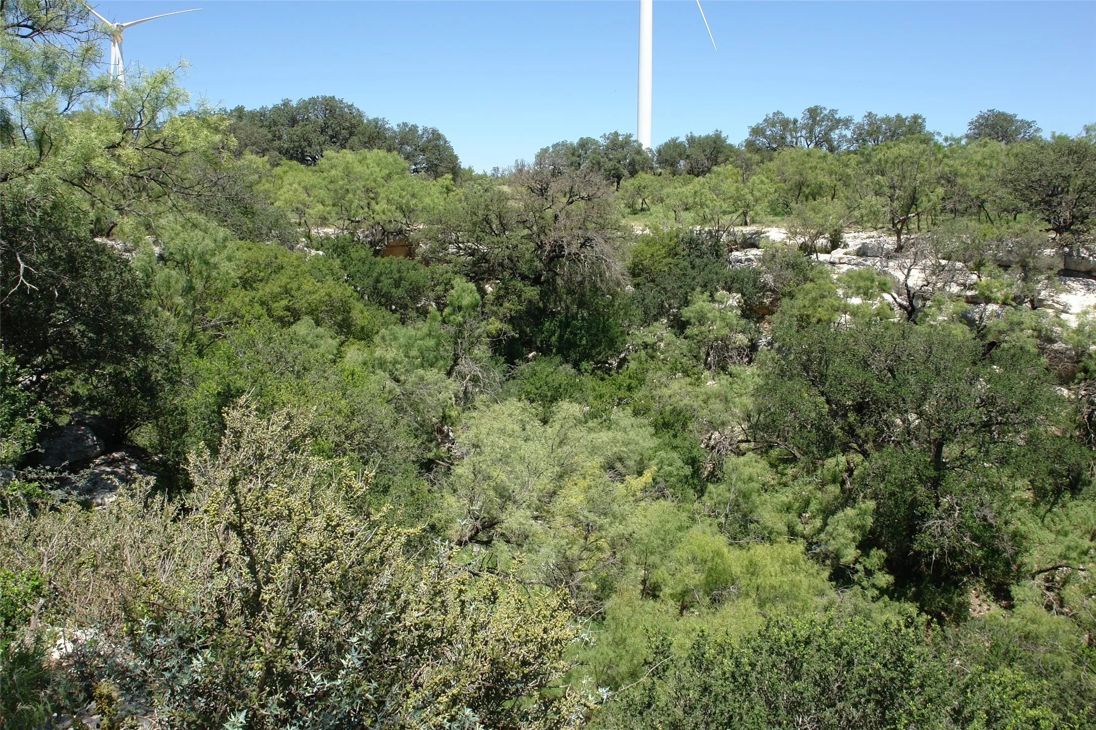 View of wooded area