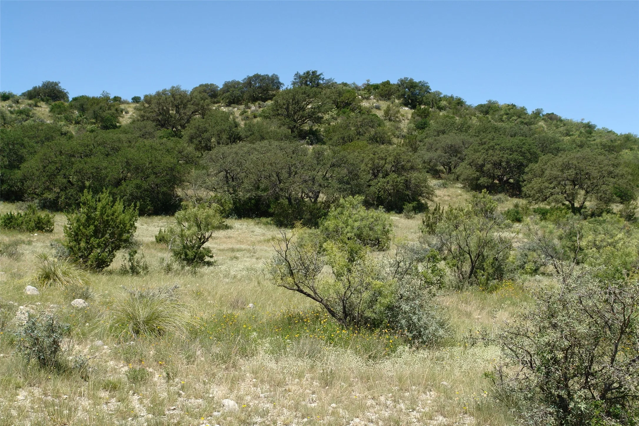 View of local wilderness