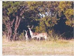 Unimproved Land For Sale in Hill County , 1004 White Bluff Drive, Whitney, Texas 76692, 0, 0, Garage spaces, 0 Sqft, built in 0, Price $31,000, mls#21109219, Real Estate Agent in Whitney, Homes For Sale in Hill county, Homes For Sale in Whitney, Realtor in Whitney Texas, Real Estate Brokerage Independent Realty Texas, Luminita Cordes Realtor