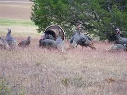 Unimproved Land For Sale in Hill County , 1004 White Bluff Drive, Whitney, Texas 76692, 0, 0, Garage spaces, 0 Sqft, built in 0, Price $31,000, mls#21109219, Real Estate Agent in Whitney, Homes For Sale in Hill county, Homes For Sale in Whitney, Realtor in Whitney Texas, Real Estate Brokerage Independent Realty Texas, Luminita Cordes Realtor