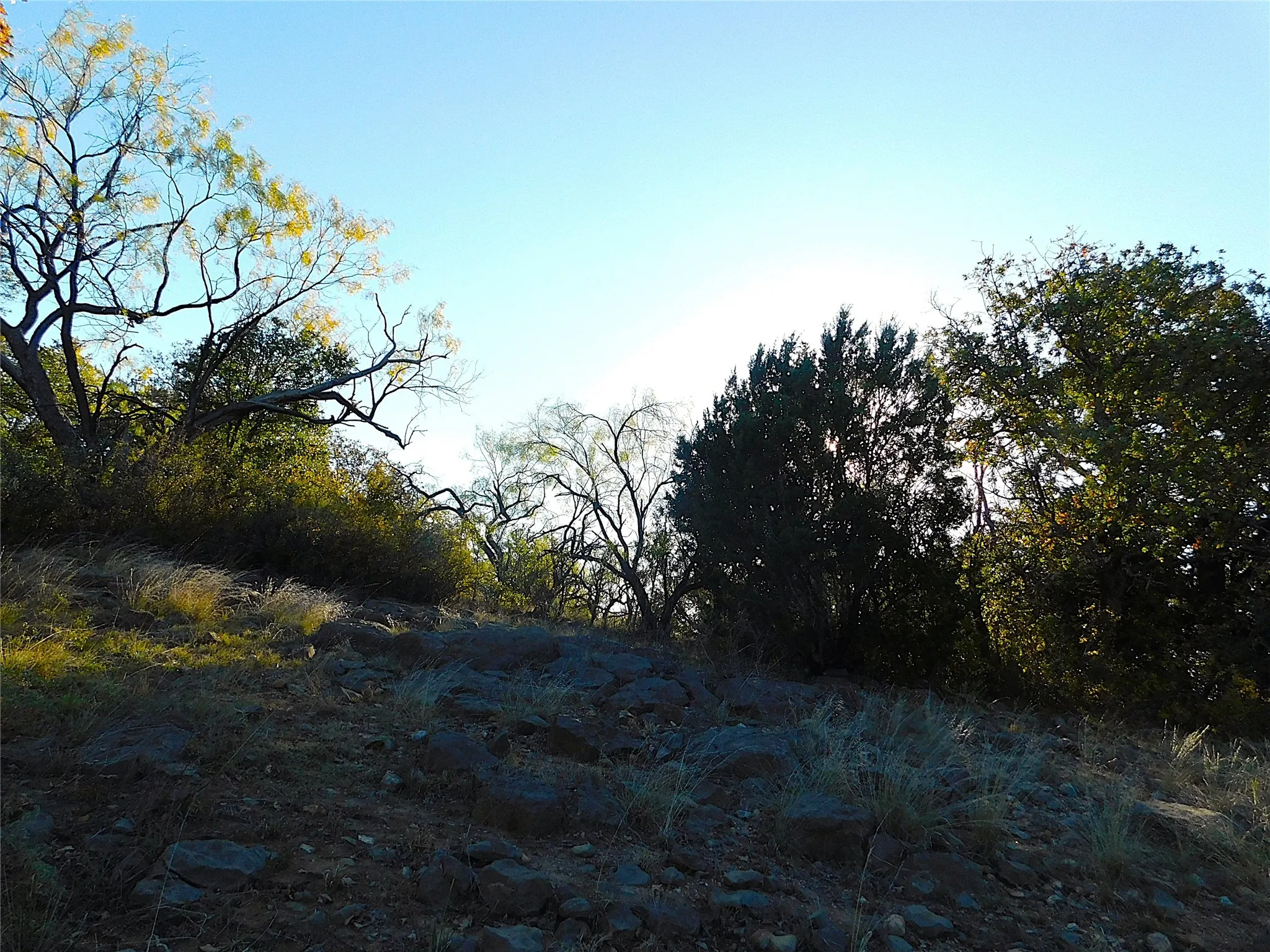 View of local wilderness
