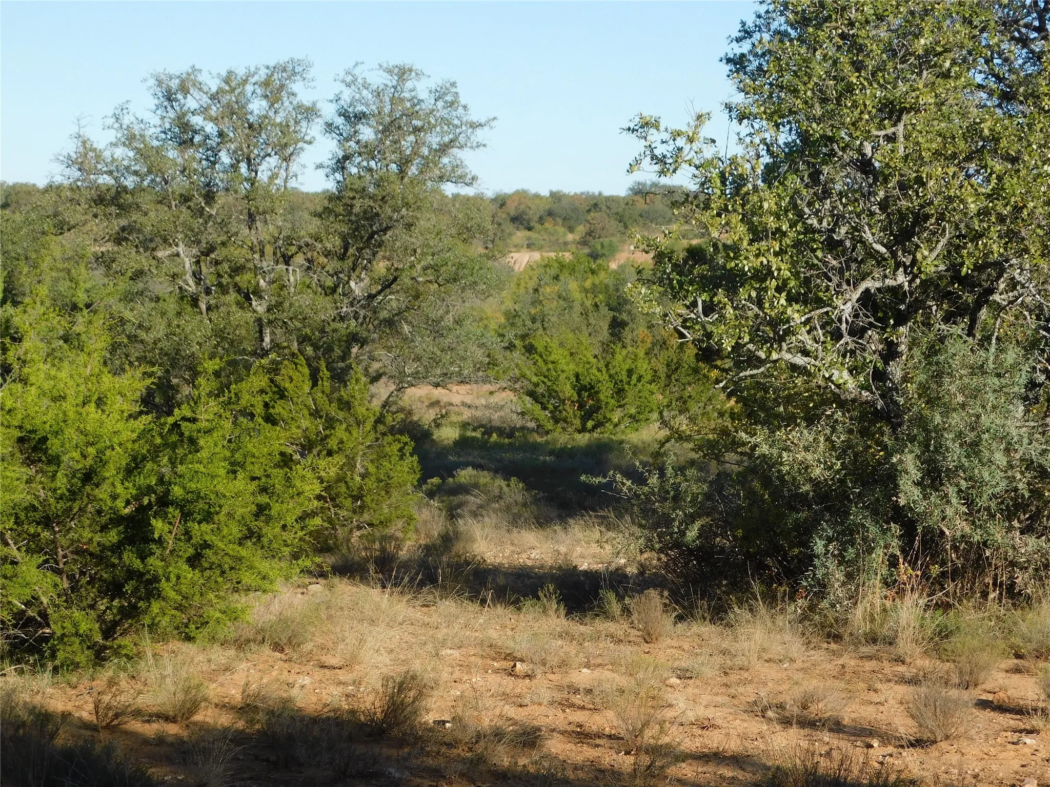 View of tree filled area