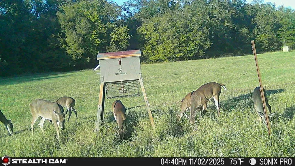 More photos available of deer
