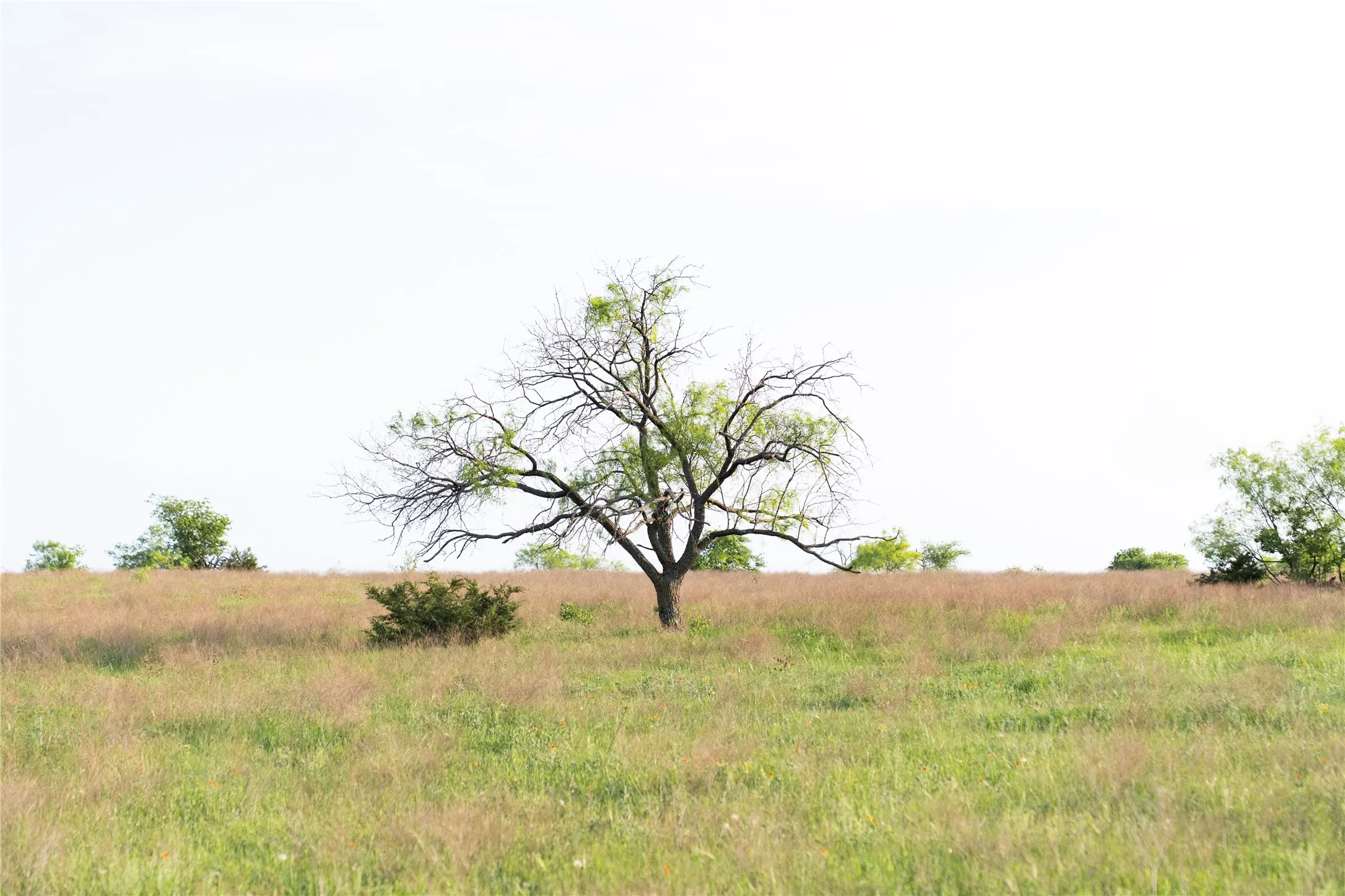 Unimproved Land For Sale in Mc Lennan County , TBD Rattler Hill Road, Mc Gregor, Texas 76657, 0, 0, Garage spaces, 0 Sqft, built in 0, Price $625,000, mls#21111814, Real Estate Agent in Mc Gregor, Homes For Sale in Mc Lennan county, Homes For Sale in Mc Gregor, Realtor in Mc Gregor Texas, Real Estate Brokerage Independent Realty Texas, Luminita Cordes Realtor