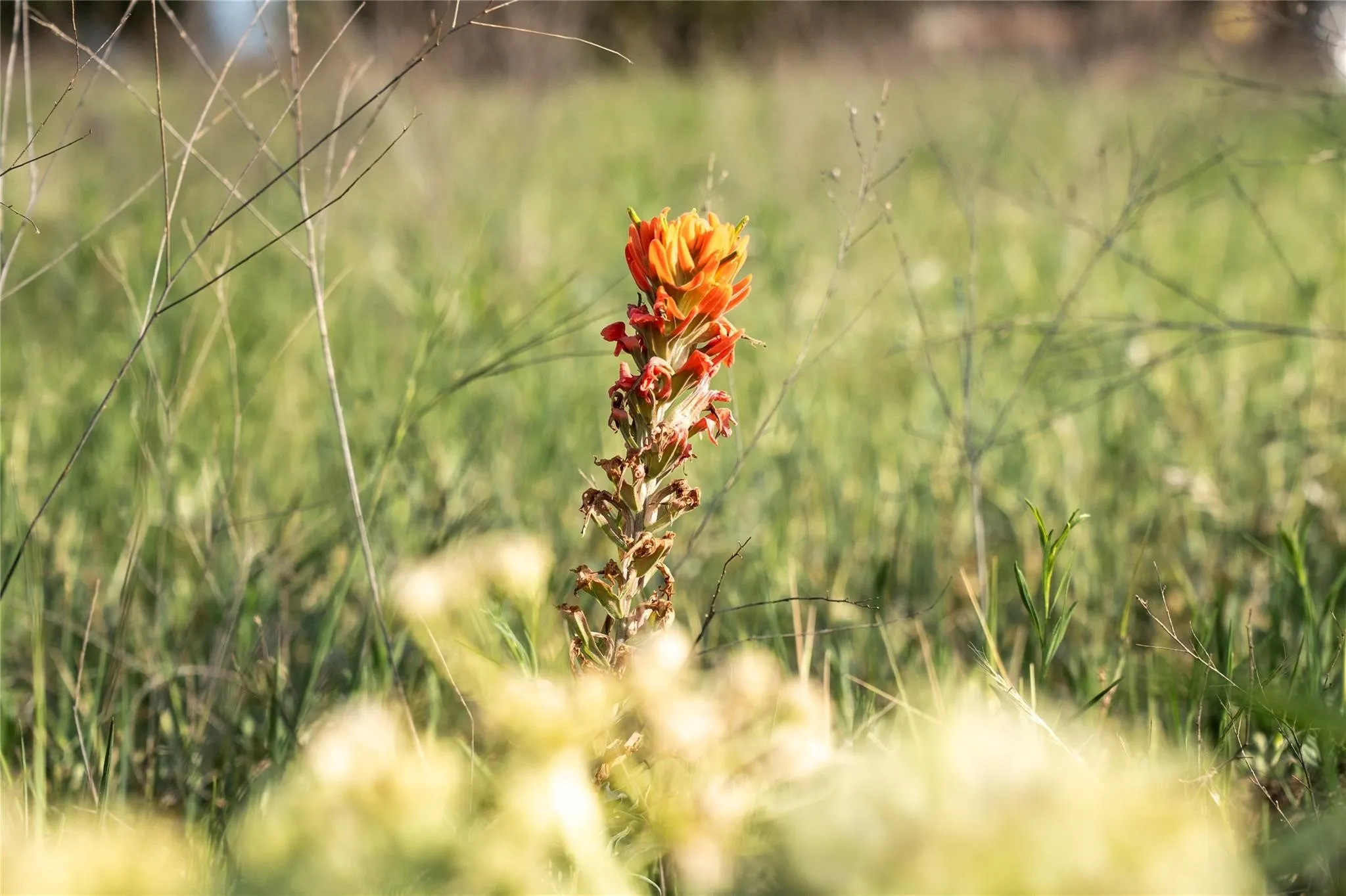 Unimproved Land For Sale in Mc Lennan County , TBD Rattler Hill Road, Mc Gregor, Texas 76657, 0, 0, Garage spaces, 0 Sqft, built in 0, Price $625,000, mls#21111814, Real Estate Agent in Mc Gregor, Homes For Sale in Mc Lennan county, Homes For Sale in Mc Gregor, Realtor in Mc Gregor Texas, Real Estate Brokerage Independent Realty Texas, Luminita Cordes Realtor