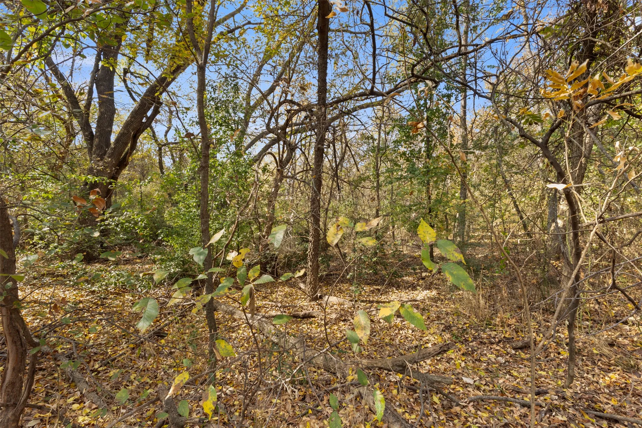 View of wooded area