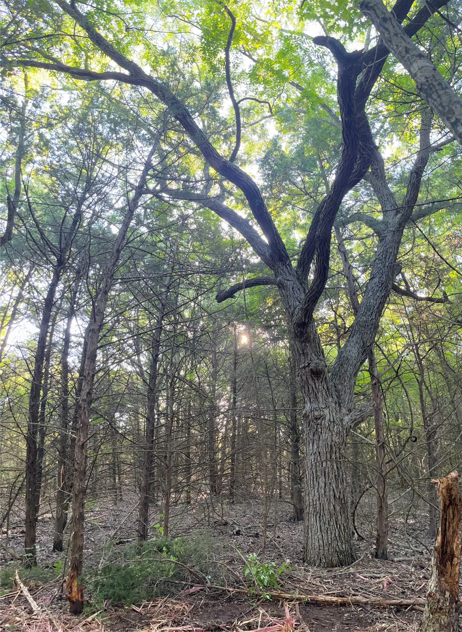 Unimproved Land For Sale in Grayson County , Tract 1, Key Road, Sherman, Texas 75090, 0, 0, Garage spaces, 0 Sqft, built in 0, mls#21111970, Real Estate Agent in Sherman, Homes For Sale in Grayson county, Homes For Sale in Sherman, Realtor in Sherman Texas, Real Estate Brokerage Independent Realty Texas, Luminita Cordes Realtor
