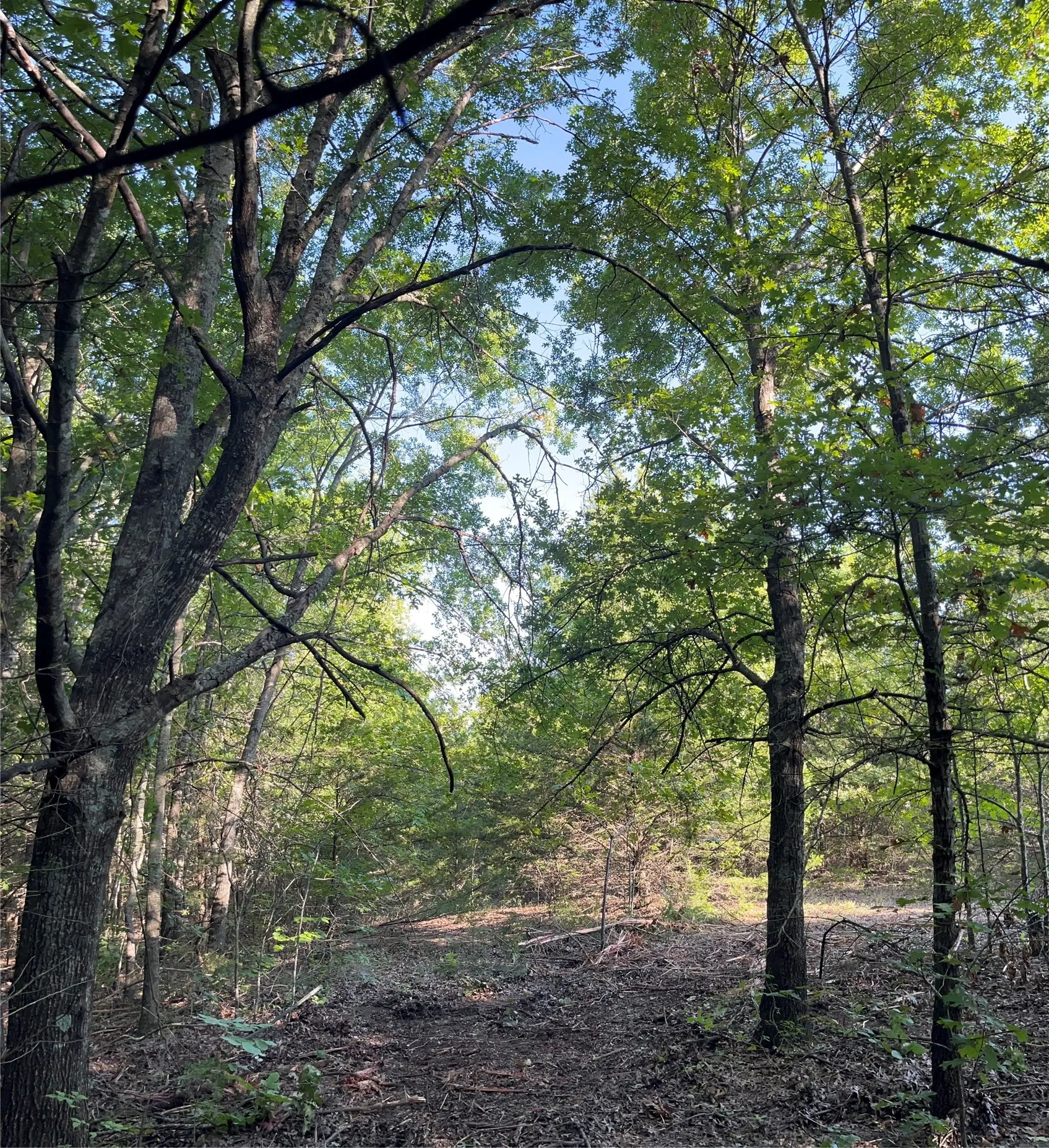 Unimproved Land For Sale in Grayson County , Tract 1, Key Road, Sherman, Texas 75090, 0, 0, Garage spaces, 0 Sqft, built in 0, mls#21111970, Real Estate Agent in Sherman, Homes For Sale in Grayson county, Homes For Sale in Sherman, Realtor in Sherman Texas, Real Estate Brokerage Independent Realty Texas, Luminita Cordes Realtor
