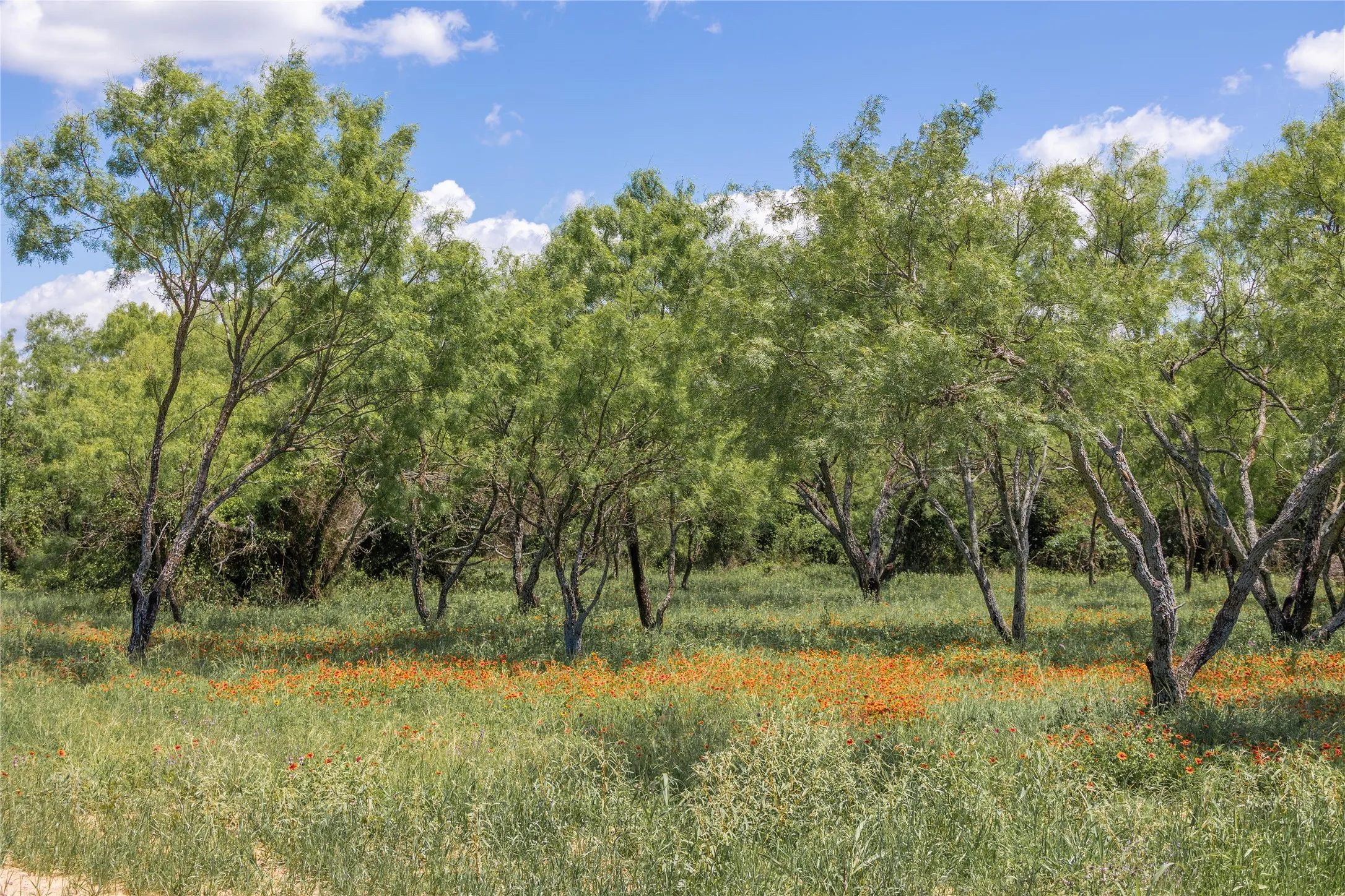Improved Land For Sale in Brown County , 8548 County Road 332, Blanket, Texas 76432, 0, 0, Garage spaces, 0 Sqft, built in 0, Price $82,000, mls#21109867, Real Estate Agent in Blanket, Homes For Sale in Brown county, Homes For Sale in Blanket, Realtor in Blanket Texas, Real Estate Brokerage Independent Realty Texas, Luminita Cordes Realtor