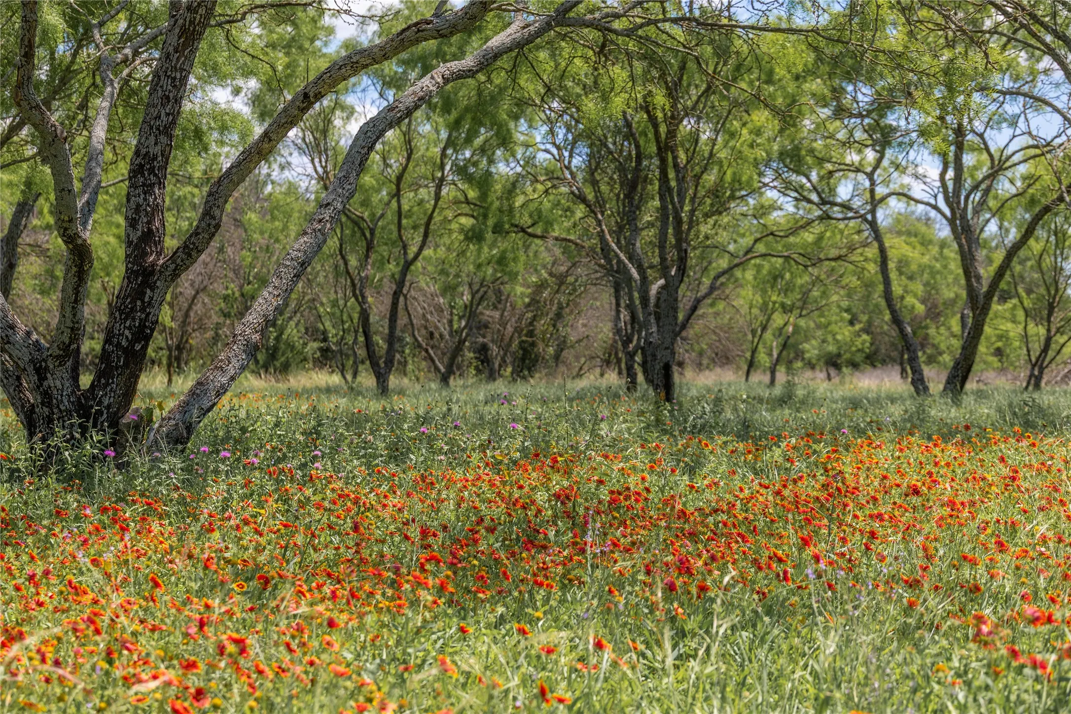 Improved Land For Sale in Brown County , 8548 County Road 332, Blanket, Texas 76432, 0, 0, Garage spaces, 0 Sqft, built in 0, Price $82,000, mls#21109867, Real Estate Agent in Blanket, Homes For Sale in Brown county, Homes For Sale in Blanket, Realtor in Blanket Texas, Real Estate Brokerage Independent Realty Texas, Luminita Cordes Realtor