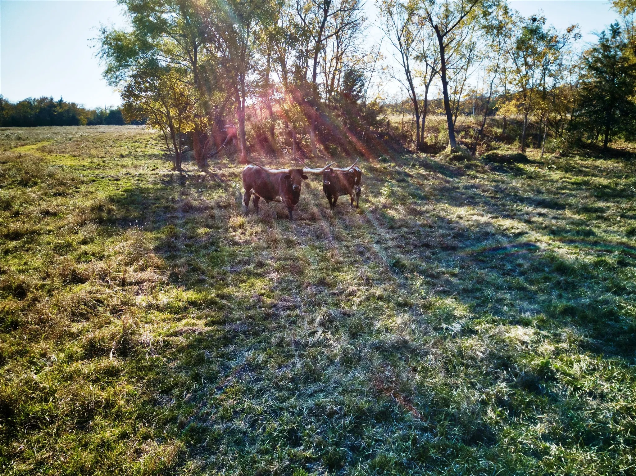 Farm For Sale in Fannin County , 956 County Road 4231, Bonham, Texas 75418, 0, 1 Bathroom, 2 Garage spaces, 1,190 Sqft, built in 2005, Preowned, Price $599,000, mls#21110174, Real Estate Agent in Bonham, Homes For Sale in Fannin county, Homes For Sale in Bonham, Realtor in Bonham Texas, Real Estate Brokerage Independent Realty Texas, Luminita Cordes Realtor
