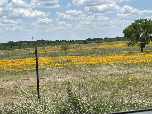Wildflowers galore
