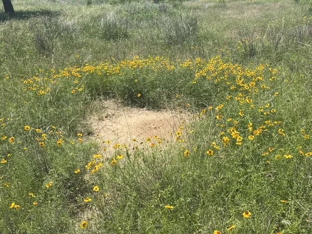 Expansive natural landscape featuring a circular patch of exposed earth surrounded by vibrant yellow wildflowers and tall green grasses