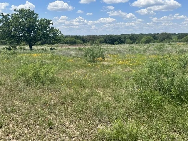 Expansive undeveloped land featuring mature trees, natural vegetation, and distant tree lines