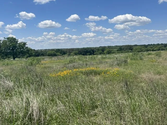 Expansive natural landscape featuring varied grasses, clusters of yellow wildflowers, and distant mature tree lines under a vast blue sky with scattered clouds