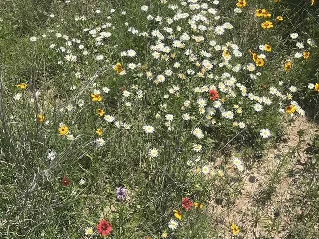 Wildflower landscape featuring white, yellow, and red blooms