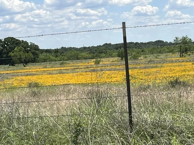 Expansive acreage featuring vibrant yellow wildflowers and mature trees under a partially cloudy sky