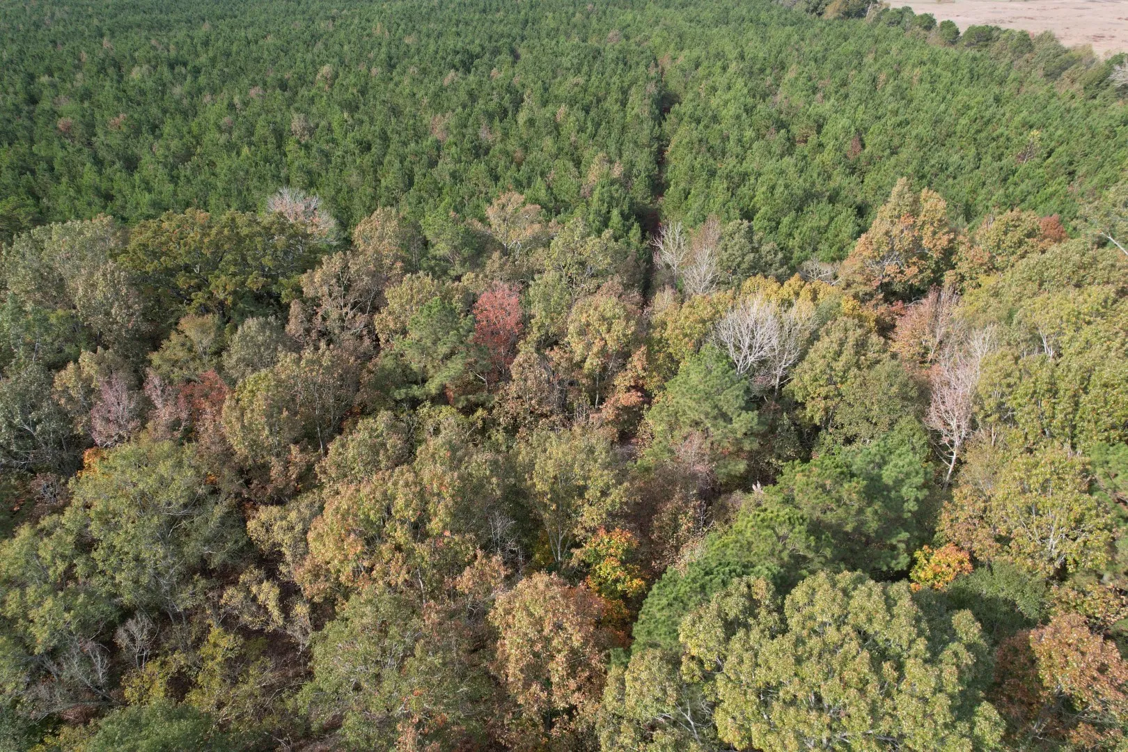 Unimproved Land For Sale in Harrison County , TBD-A Boggy Road, Waskom, Texas 75692, 0, 0, Garage spaces, 0 Sqft, built in 0, Price $425,425, mls#21112864, Real Estate Agent in Waskom, Homes For Sale in Harrison county, Homes For Sale in Waskom, Realtor in Waskom Texas, Real Estate Brokerage Independent Realty Texas, Luminita Cordes Realtor