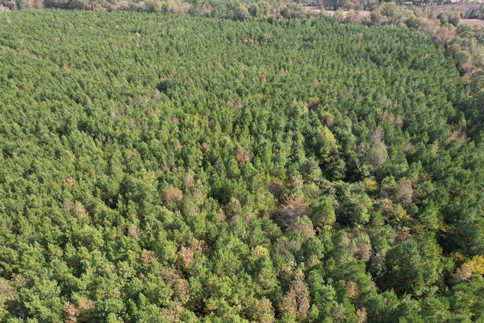 Unimproved Land For Sale in Harrison County , TBD-A Boggy Road, Waskom, Texas 75692, 0, 0, Garage spaces, 0 Sqft, built in 0, Price $425,425, mls#21112864, Real Estate Agent in Waskom, Homes For Sale in Harrison county, Homes For Sale in Waskom, Realtor in Waskom Texas, Real Estate Brokerage Independent Realty Texas, Luminita Cordes Realtor