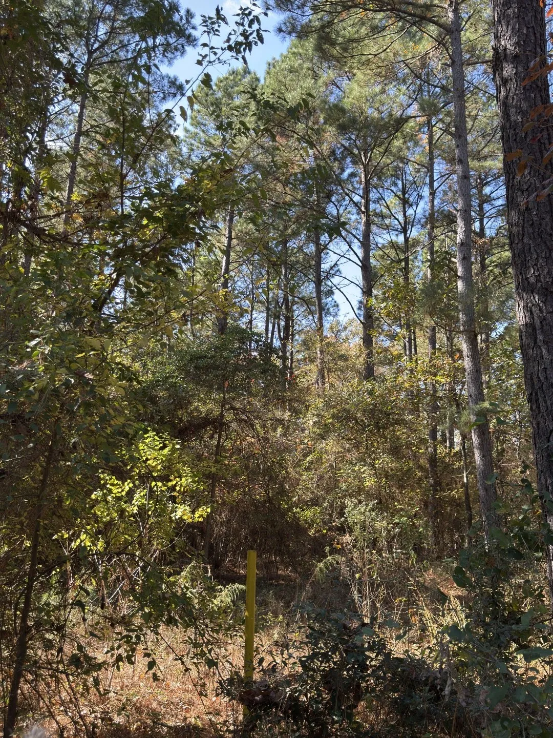 Unimproved Land For Sale in Harrison County , TBD-A Boggy Road, Waskom, Texas 75692, 0, 0, Garage spaces, 0 Sqft, built in 0, Price $425,425, mls#21112864, Real Estate Agent in Waskom, Homes For Sale in Harrison county, Homes For Sale in Waskom, Realtor in Waskom Texas, Real Estate Brokerage Independent Realty Texas, Luminita Cordes Realtor