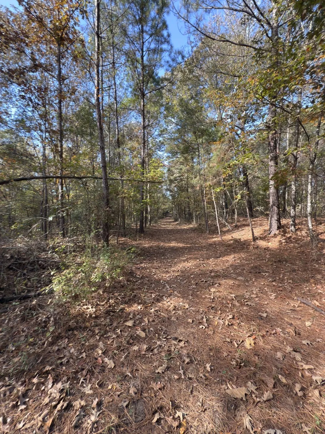 Unimproved Land For Sale in Harrison County , TBD-A Boggy Road, Waskom, Texas 75692, 0, 0, Garage spaces, 0 Sqft, built in 0, Price $425,425, mls#21112864, Real Estate Agent in Waskom, Homes For Sale in Harrison county, Homes For Sale in Waskom, Realtor in Waskom Texas, Real Estate Brokerage Independent Realty Texas, Luminita Cordes Realtor