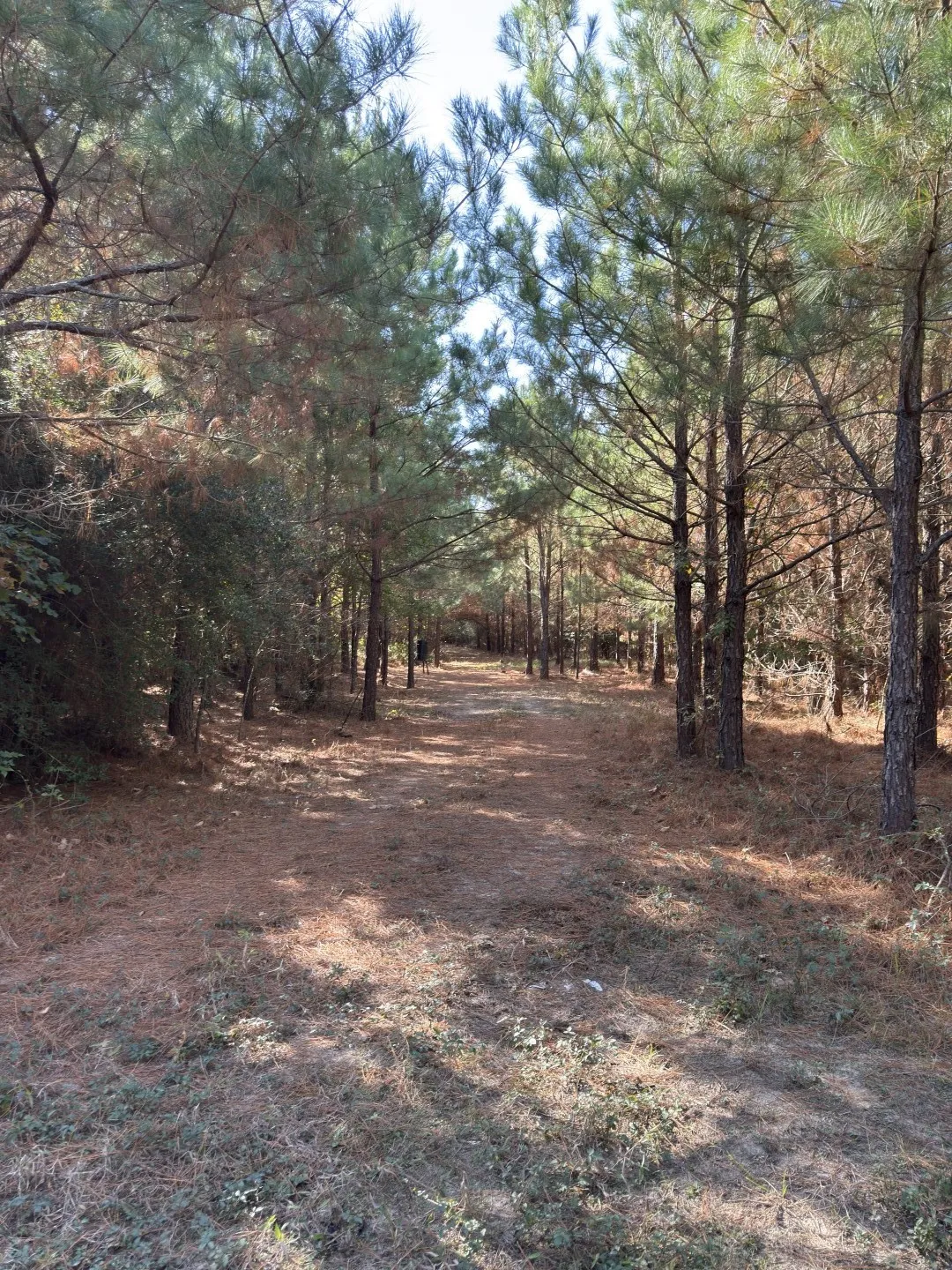 Unimproved Land For Sale in Harrison County , TBD-A Boggy Road, Waskom, Texas 75692, 0, 0, Garage spaces, 0 Sqft, built in 0, Price $425,425, mls#21112864, Real Estate Agent in Waskom, Homes For Sale in Harrison county, Homes For Sale in Waskom, Realtor in Waskom Texas, Real Estate Brokerage Independent Realty Texas, Luminita Cordes Realtor