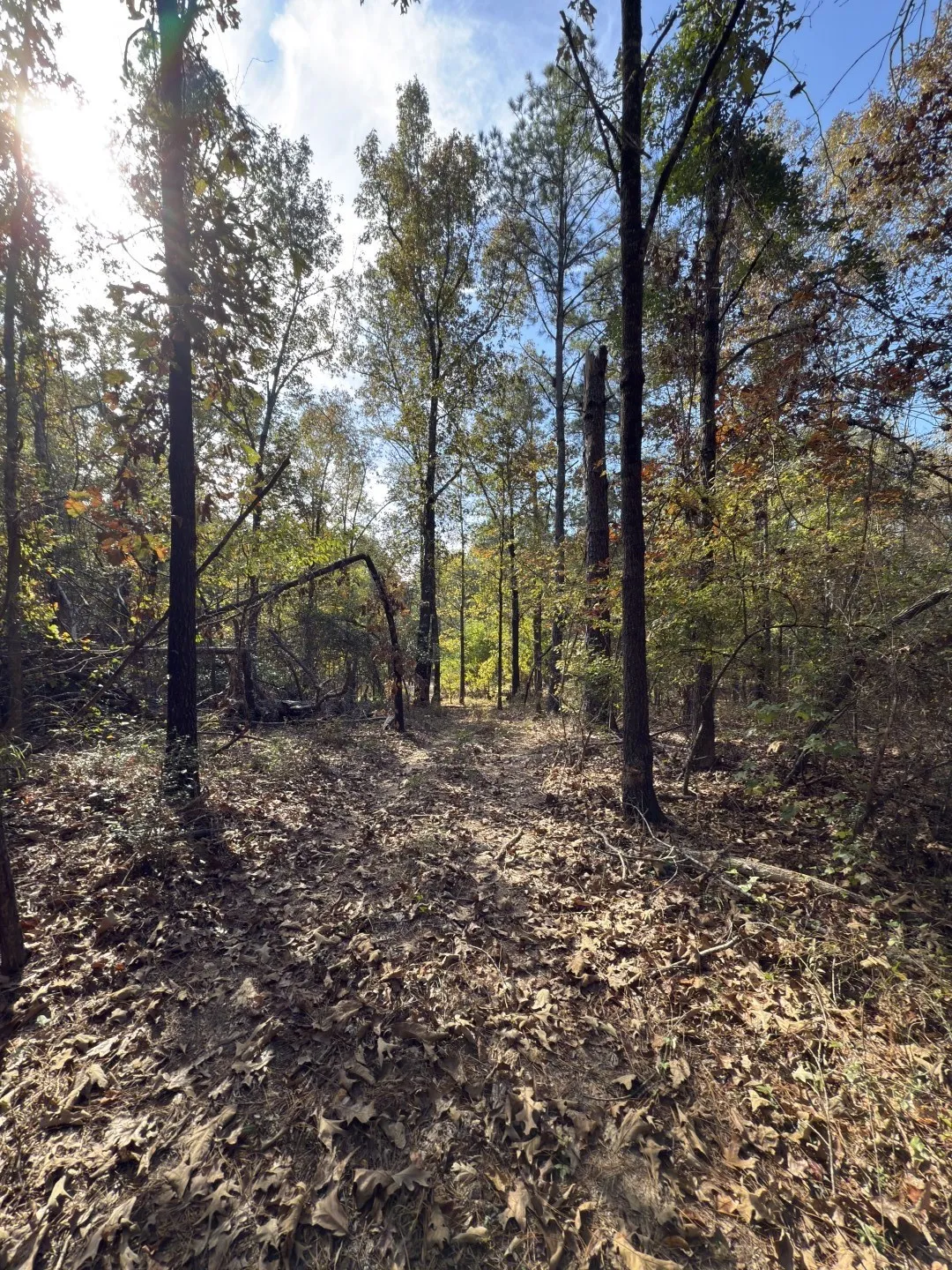 Unimproved Land For Sale in Harrison County , TBD-A Boggy Road, Waskom, Texas 75692, 0, 0, Garage spaces, 0 Sqft, built in 0, Price $425,425, mls#21112864, Real Estate Agent in Waskom, Homes For Sale in Harrison county, Homes For Sale in Waskom, Realtor in Waskom Texas, Real Estate Brokerage Independent Realty Texas, Luminita Cordes Realtor