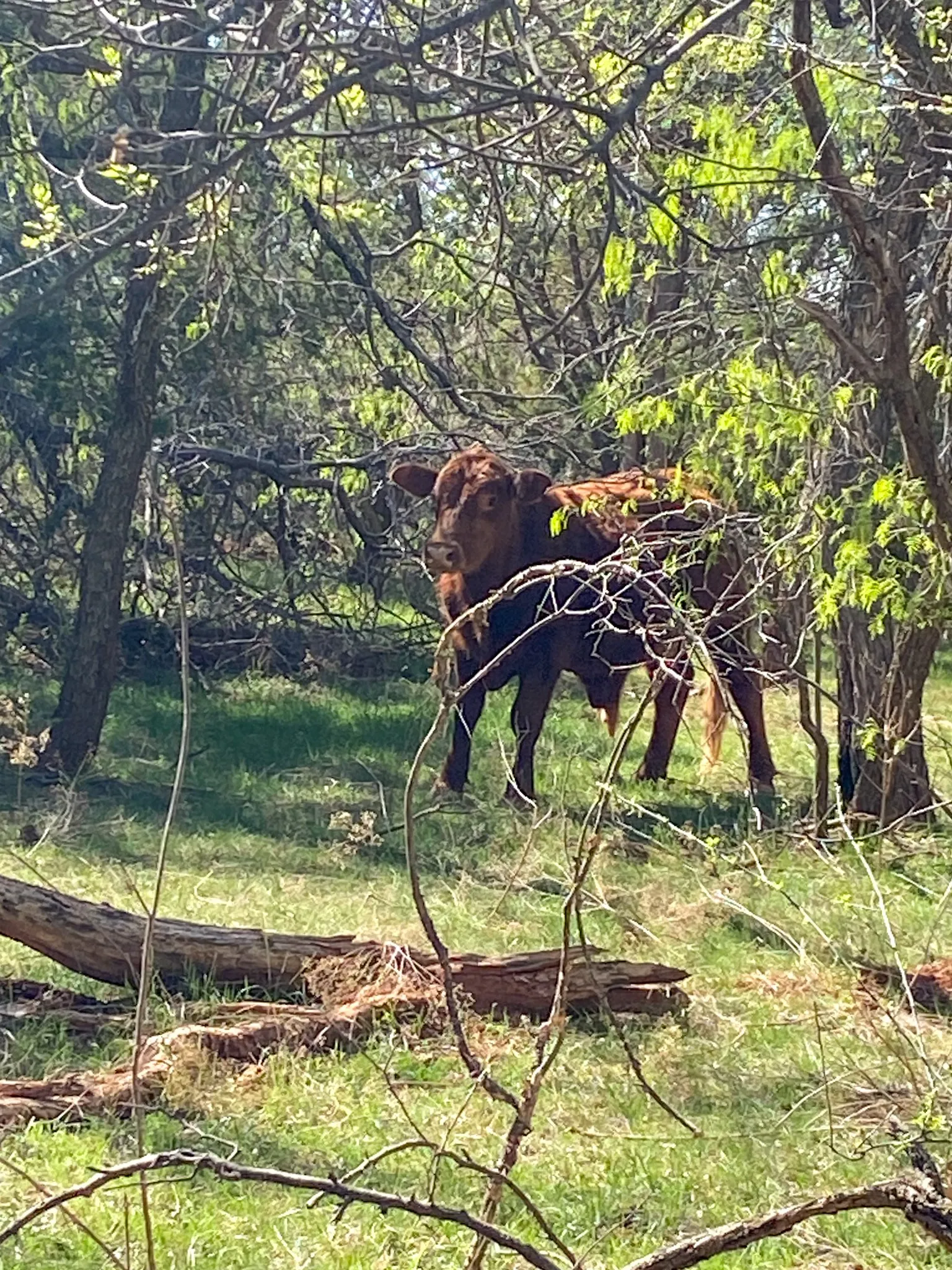 Unimproved Land For Sale in Taylor County , TBD 80 Acres CR 150, Tuscola, Texas 79562, 0, 0, Garage spaces, 0 Sqft, built in 0, Price $675,000, mls#21112798, Real Estate Agent in Tuscola, Homes For Sale in Taylor county, Homes For Sale in Tuscola, Realtor in Tuscola Texas, Real Estate Brokerage Independent Realty Texas, Luminita Cordes Realtor