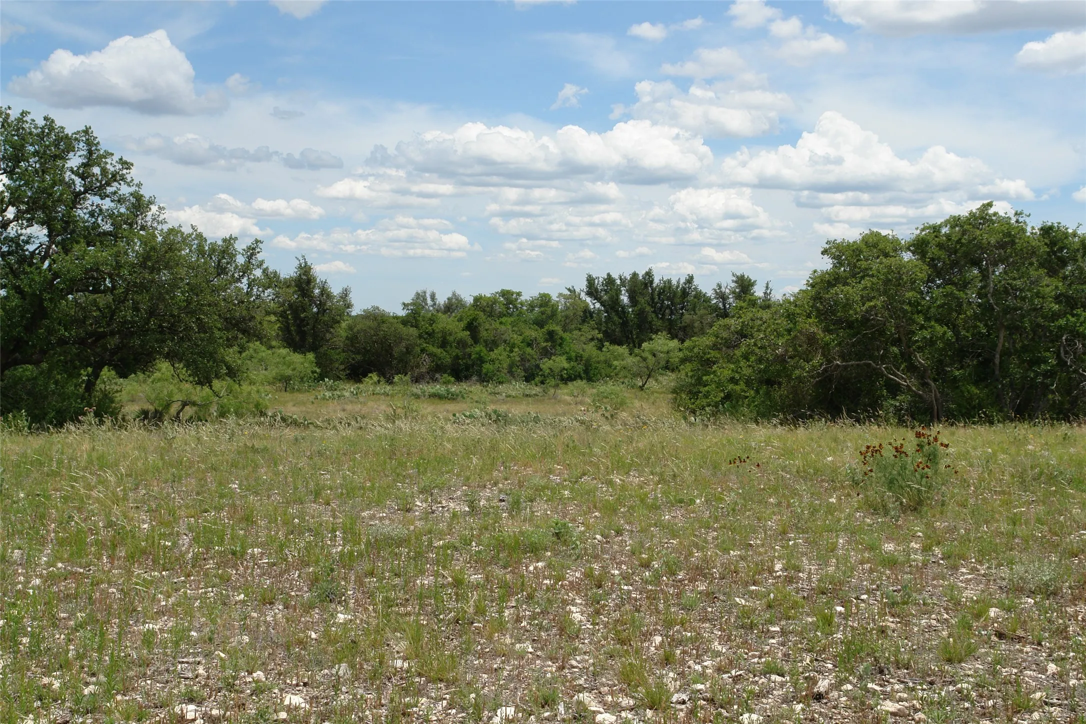 View of nature