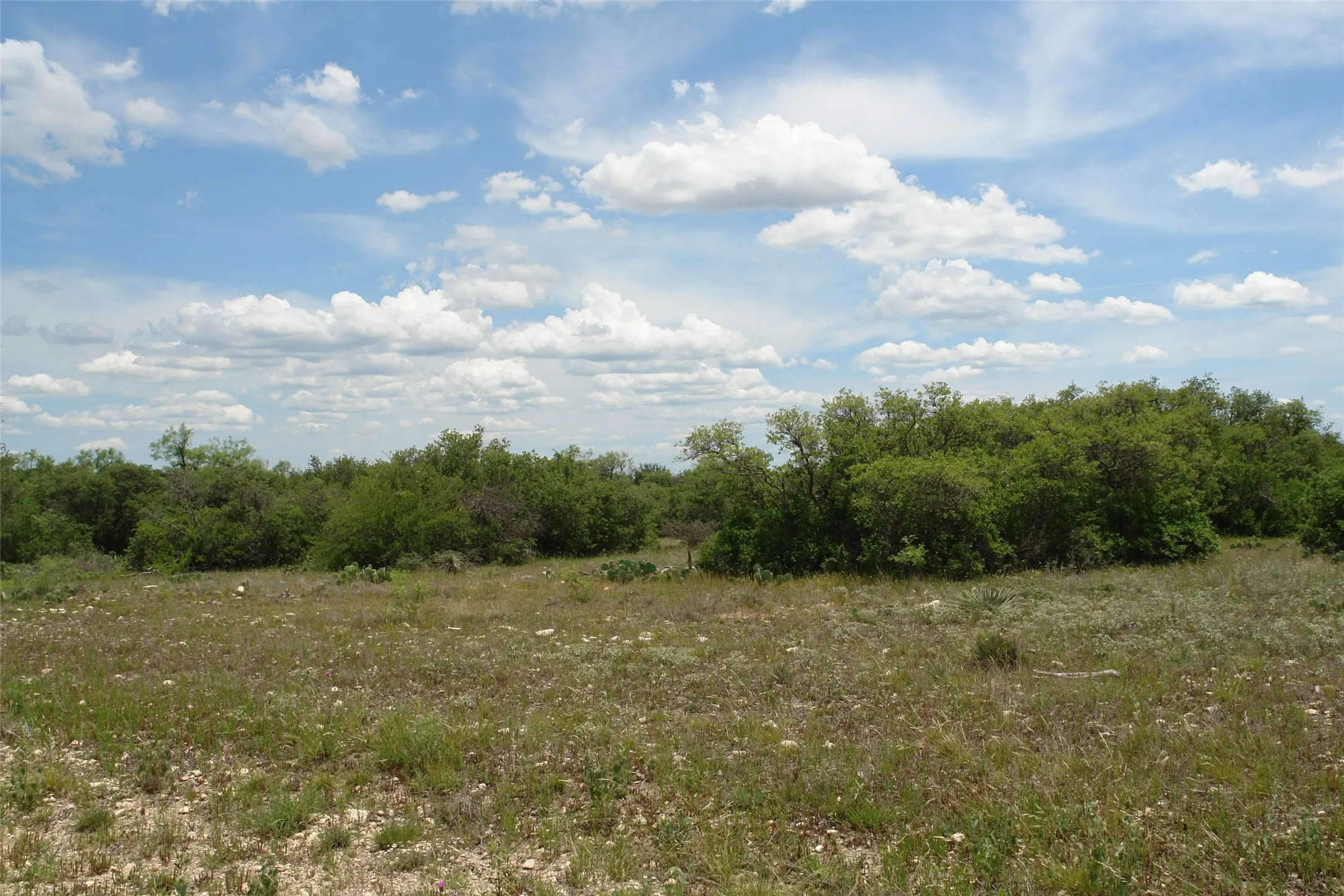 View of local wilderness