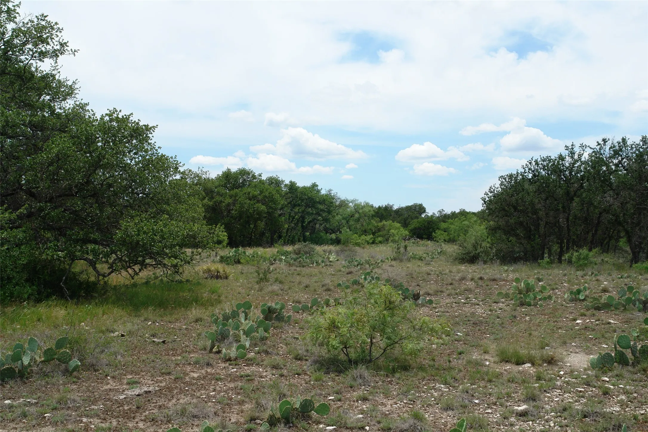 View of local wilderness