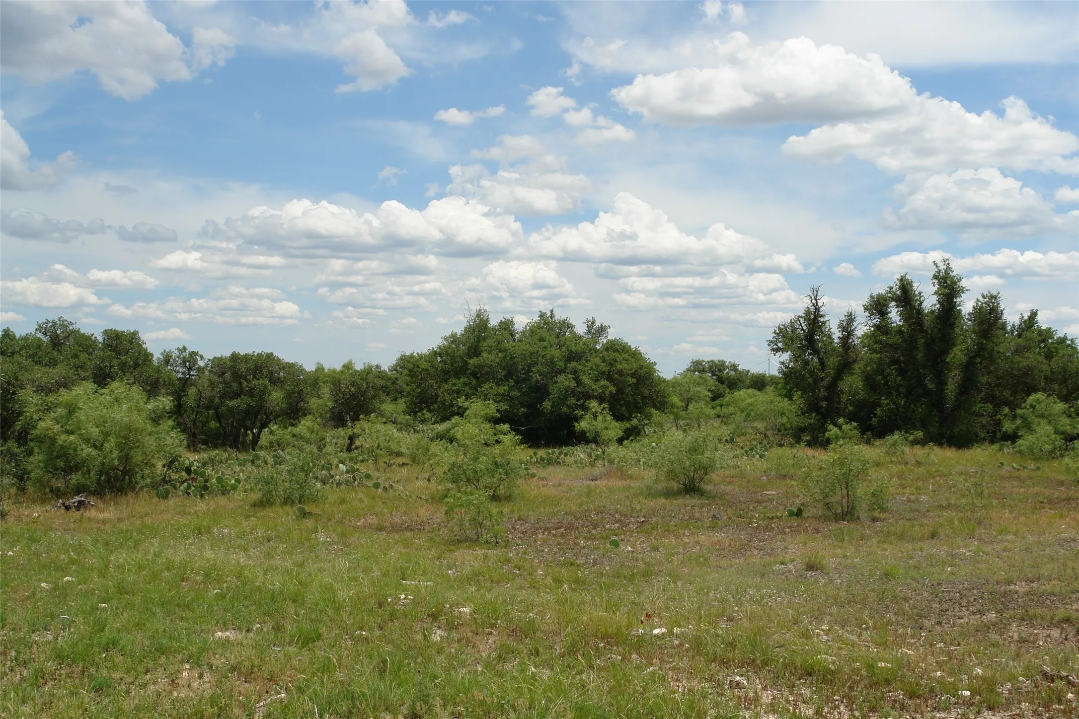 View of local wilderness