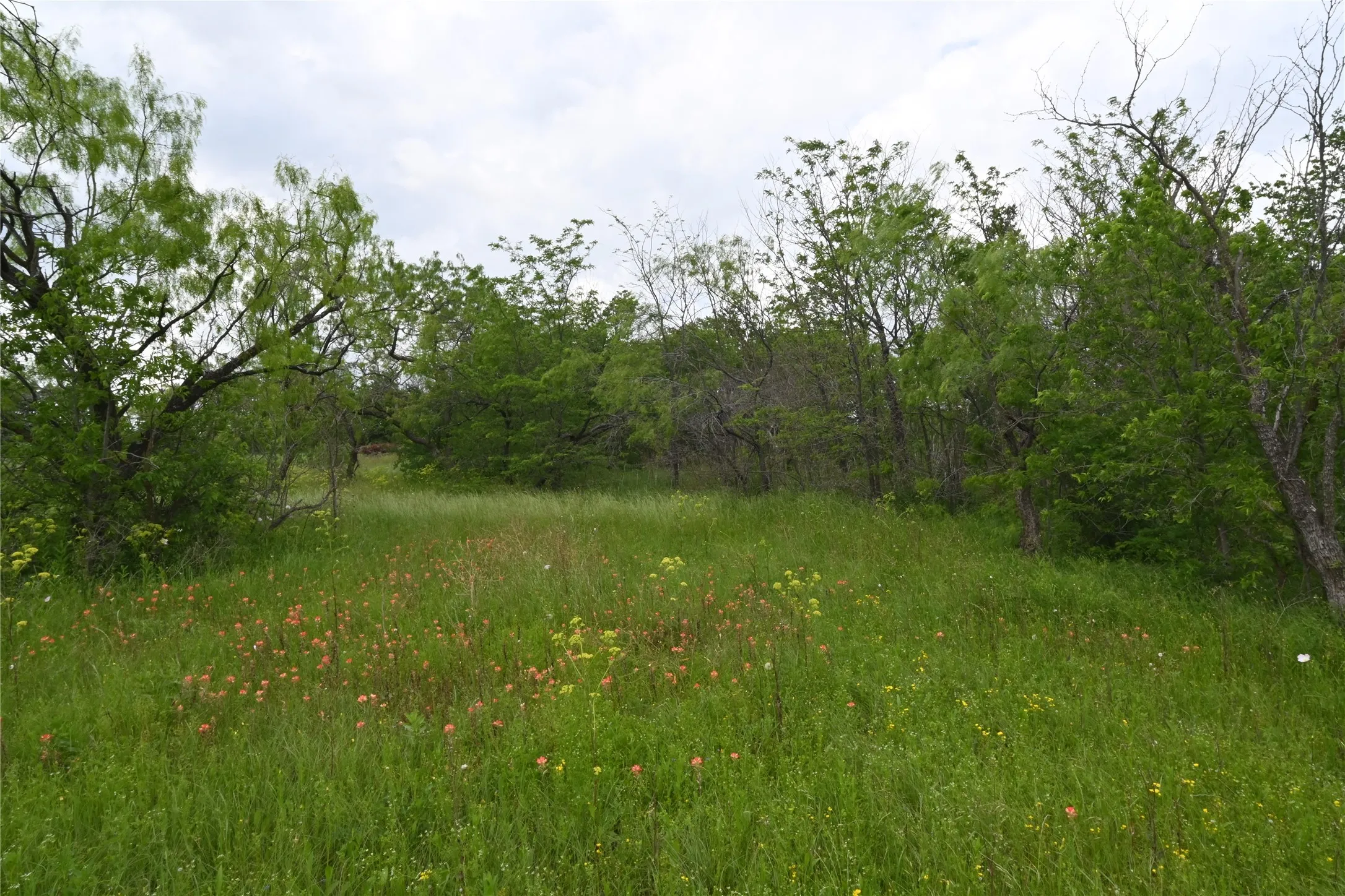 View of local wilderness
