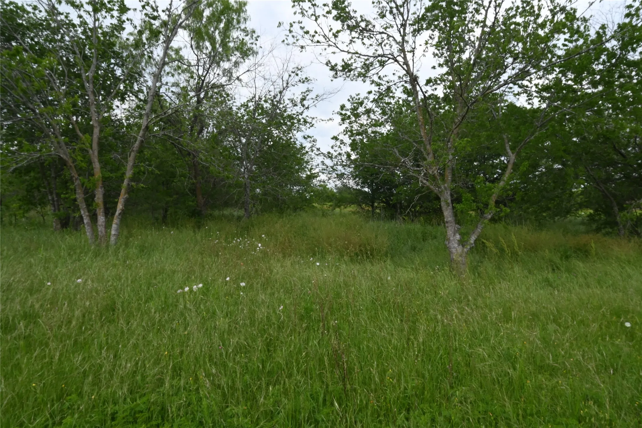 Unimproved Land For Sale in Ellis County , 109 Hillridge Lane, Maypearl, Texas 76064, 0, 0, Garage spaces, 0 Sqft, built in 0, Price $239,000, mls#21114426, Real Estate Agent in Maypearl, Homes For Sale in Ellis county, Homes For Sale in Maypearl, Realtor in Maypearl Texas, Real Estate Brokerage Independent Realty Texas, Luminita Cordes Realtor
