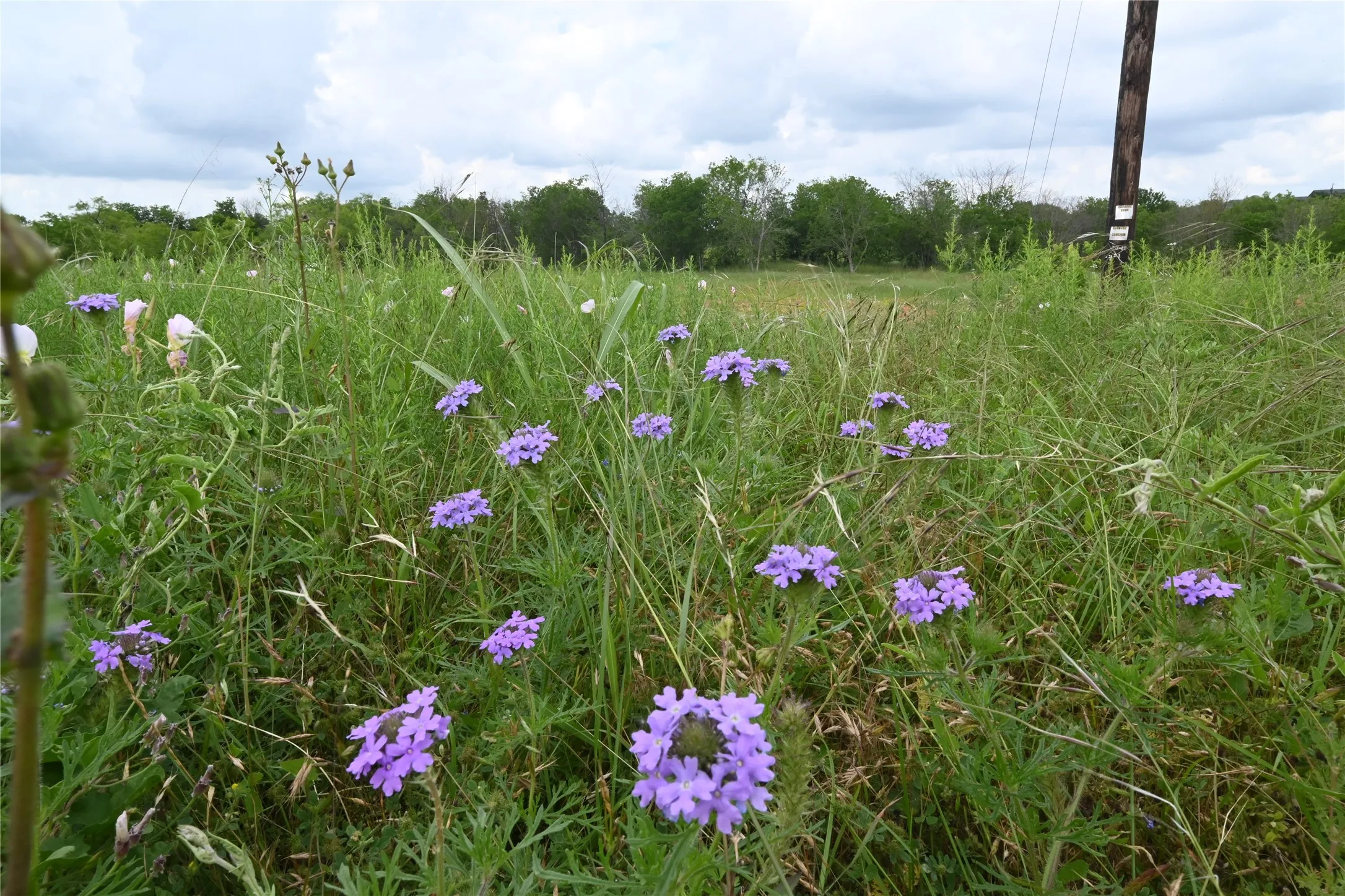 Unimproved Land For Sale in Ellis County , 109 Hillridge Lane, Maypearl, Texas 76064, 0, 0, Garage spaces, 0 Sqft, built in 0, Price $239,000, mls#21114426, Real Estate Agent in Maypearl, Homes For Sale in Ellis county, Homes For Sale in Maypearl, Realtor in Maypearl Texas, Real Estate Brokerage Independent Realty Texas, Luminita Cordes Realtor