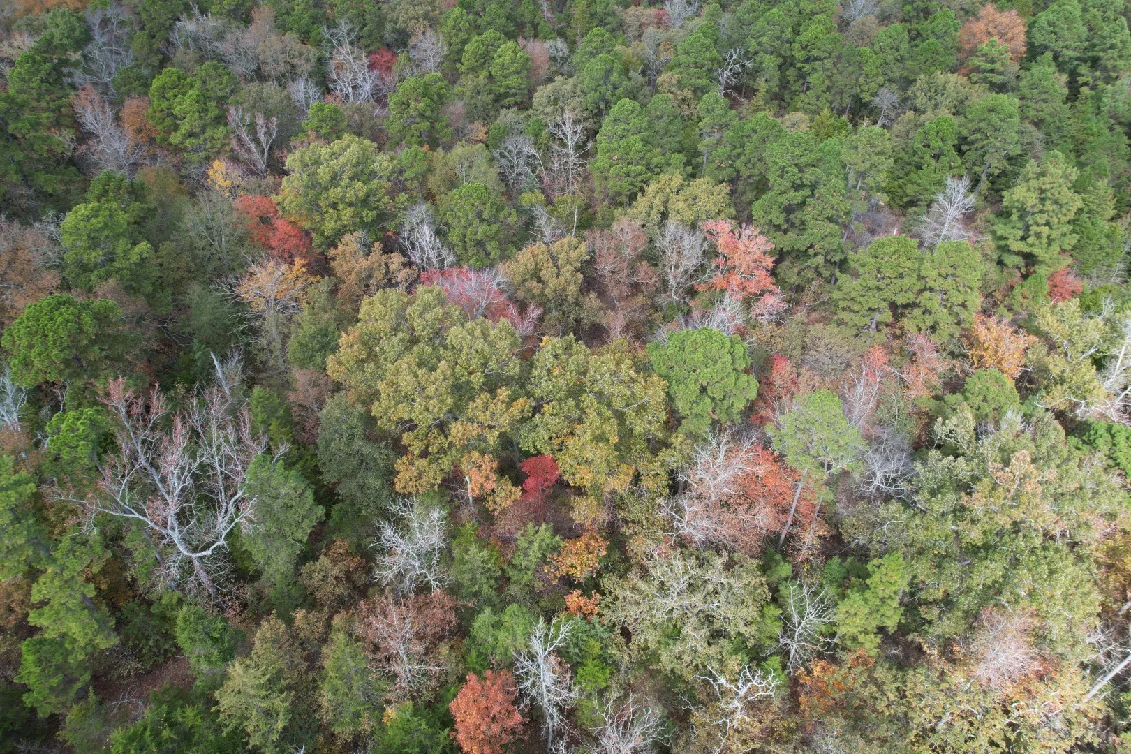 Unimproved Land For Sale in Upshur County , TBD Stag Road, Gilmer, Texas 75644, 0, 0, Garage spaces, 0 Sqft, built in 0, Price $890,000, mls#21114621, Real Estate Agent in Gilmer, Homes For Sale in Upshur county, Homes For Sale in Gilmer, Realtor in Gilmer Texas, Real Estate Brokerage Independent Realty Texas, Luminita Cordes Realtor
