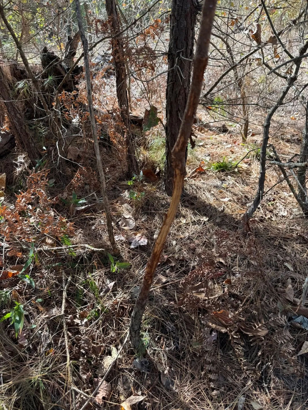 Unimproved Land For Sale in Upshur County , TBD Stag Road, Gilmer, Texas 75644, 0, 0, Garage spaces, 0 Sqft, built in 0, Price $890,000, mls#21114621, Real Estate Agent in Gilmer, Homes For Sale in Upshur county, Homes For Sale in Gilmer, Realtor in Gilmer Texas, Real Estate Brokerage Independent Realty Texas, Luminita Cordes Realtor