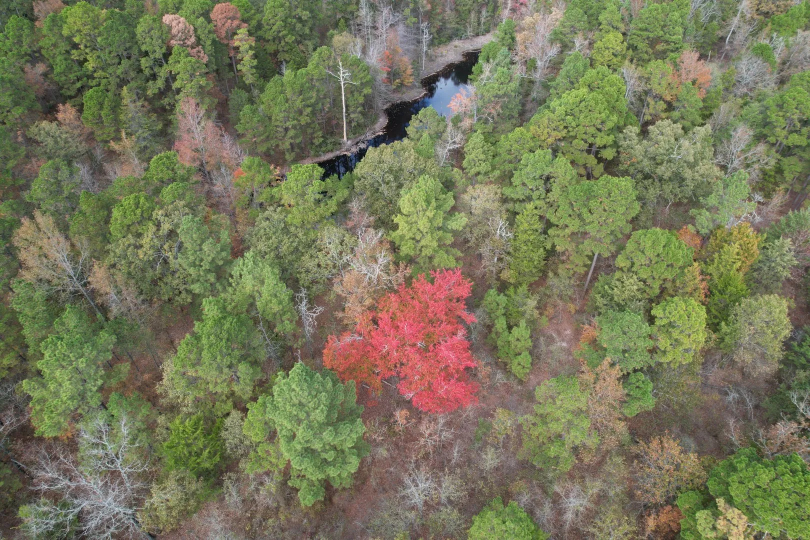 Unimproved Land For Sale in Upshur County , TBD Stag Road, Gilmer, Texas 75644, 0, 0, Garage spaces, 0 Sqft, built in 0, Price $890,000, mls#21114621, Real Estate Agent in Gilmer, Homes For Sale in Upshur county, Homes For Sale in Gilmer, Realtor in Gilmer Texas, Real Estate Brokerage Independent Realty Texas, Luminita Cordes Realtor