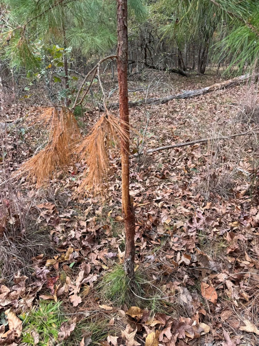 Unimproved Land For Sale in Upshur County , TBD Stag Road, Gilmer, Texas 75644, 0, 0, Garage spaces, 0 Sqft, built in 0, Price $890,000, mls#21114621, Real Estate Agent in Gilmer, Homes For Sale in Upshur county, Homes For Sale in Gilmer, Realtor in Gilmer Texas, Real Estate Brokerage Independent Realty Texas, Luminita Cordes Realtor