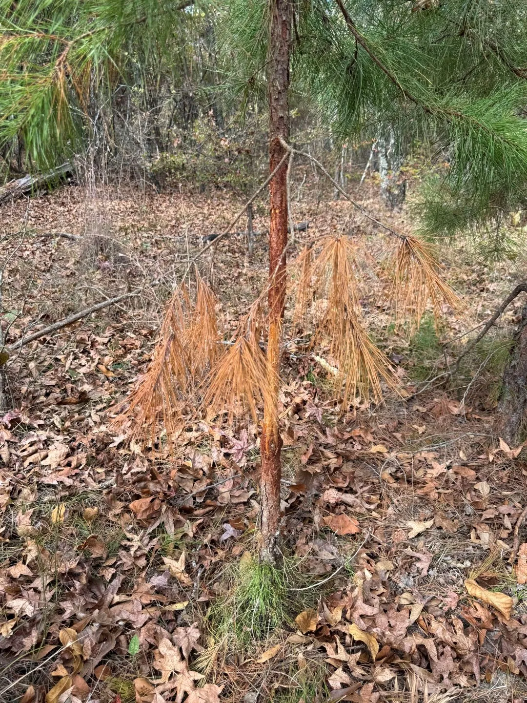 Unimproved Land For Sale in Upshur County , TBD Stag Road, Gilmer, Texas 75644, 0, 0, Garage spaces, 0 Sqft, built in 0, Price $890,000, mls#21114621, Real Estate Agent in Gilmer, Homes For Sale in Upshur county, Homes For Sale in Gilmer, Realtor in Gilmer Texas, Real Estate Brokerage Independent Realty Texas, Luminita Cordes Realtor