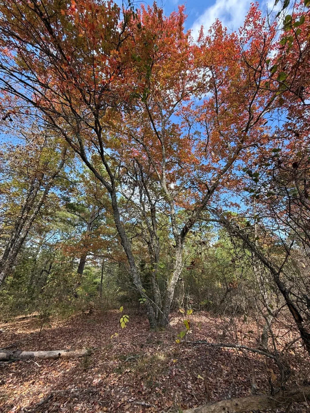 Unimproved Land For Sale in Upshur County , TBD Stag Road, Gilmer, Texas 75644, 0, 0, Garage spaces, 0 Sqft, built in 0, Price $890,000, mls#21114621, Real Estate Agent in Gilmer, Homes For Sale in Upshur county, Homes For Sale in Gilmer, Realtor in Gilmer Texas, Real Estate Brokerage Independent Realty Texas, Luminita Cordes Realtor