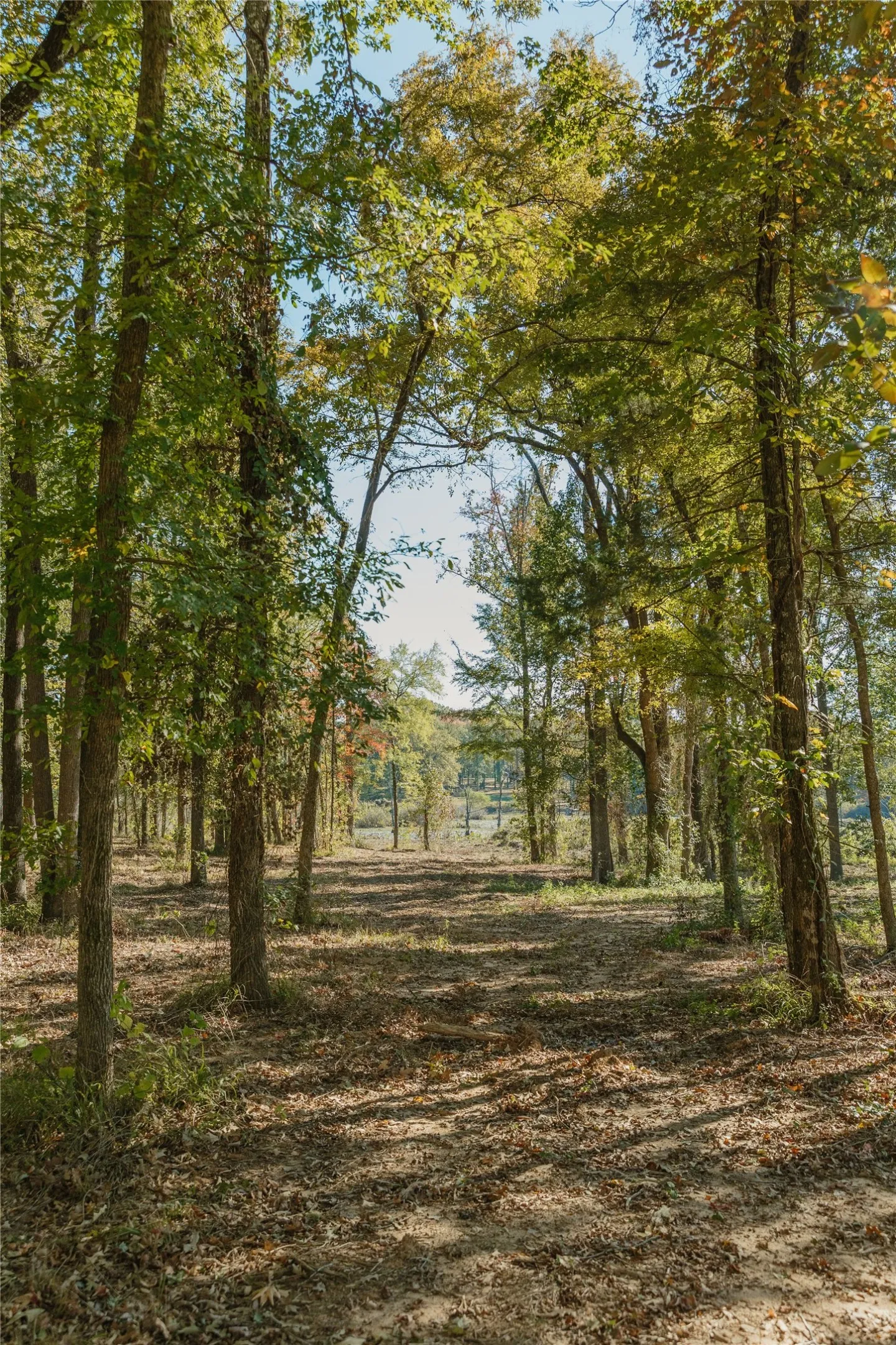 View of undeveloped land