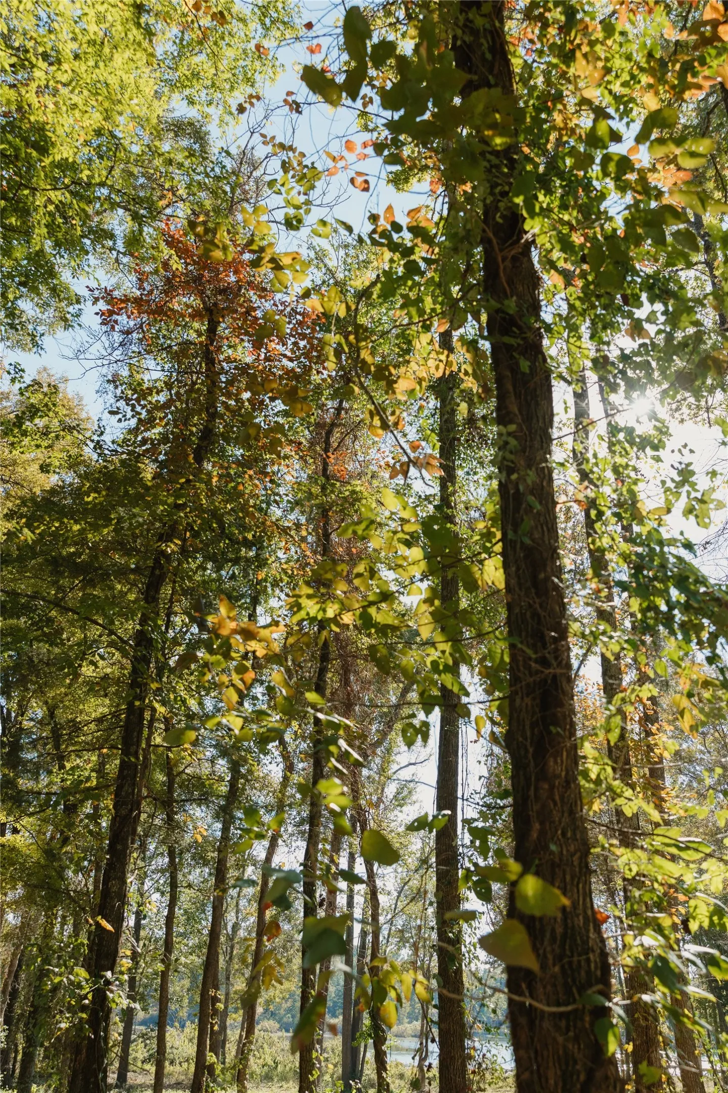 View of undeveloped land